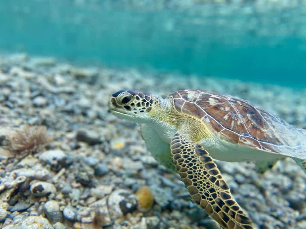 морские черепахи-животные-на-немецком